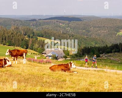 Wandern auf dem Zweilersteig, Rohrhardsberg Stockfoto