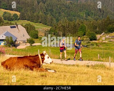 Wanderung auf dem Zweilersteig, Rohrhardsberg, im Hintergrund Schänzlehof, Blick Richtung Nordosten Stockfoto