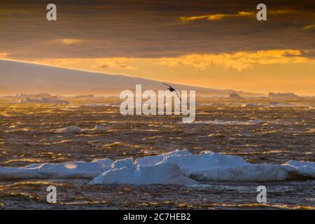 Südliche Riesensturmvogel, der in einem Sturm aufgeht; warmes goldenes Licht; Eisberge, die im Wind segeln; Meeresspray, das das Licht fängt Stockfoto