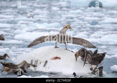 Toter, schwimmender antarktischer Minke Wal, der von einer Herde südliche Riesensturmvögel gefressen wird; Posen und Streit; Nahrungsüberfall; dichtes Packeis; Whi Stockfoto