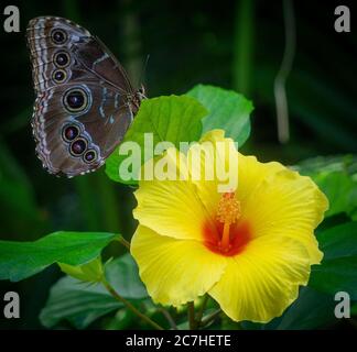 Schmetterling und hawaiian Hibiscu Calgary Zoo Alberta Stockfoto