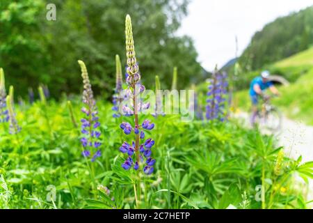 Europa, Österreich, Tirol, Ötztal Alpen, Ötztal, Lavendel am Straßenrand mit Radfahrern im Hintergrund Stockfoto