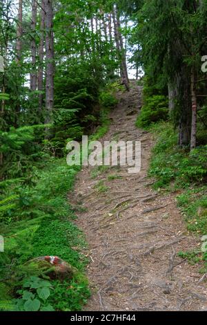 Europa, Österreich, Tirol, Ötztal Alpen, Ötztal, Wanderweg im Bergwald bei Ambach im Ötztal Stockfoto