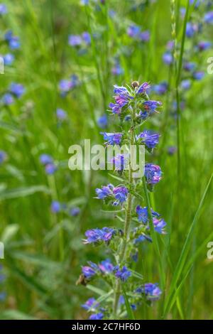 Europa, Österreich, Tirol, Ötztal Alpen, Ötztal, gemeiner Schlangenkopf auf einer Blumenwiese im Ötztal Stockfoto