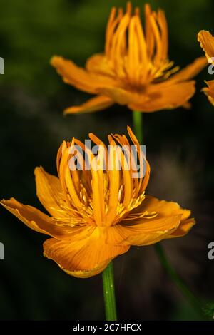 Blumen der chinesischen Globeflower (Trollius chinensis) Stockfoto