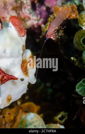 Luring Warty Anglerfisch, Antennarius maculatus, Antennariidae Family, Demak Tauchplatz, Bangka Island, Nord Sulawesi, Indonesien, Pazifischer Ozean Stockfoto