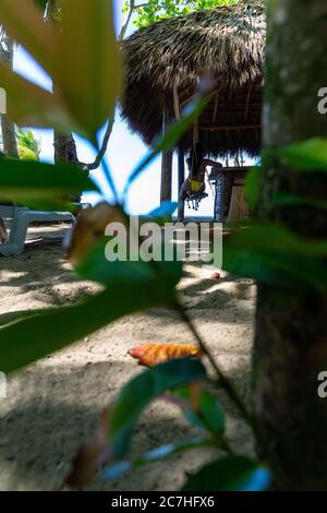 Amerika, Karibik, Großantillen, Dominikanische Republik, Cabarete, Frau auf einer Schaukel an der Strandbar des Natura Cabana Boutique Hotel & Spa Stockfoto