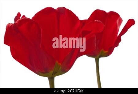 Zwei rote Mohnblumen, Maismohn, Maisrose, roter Mohnblumen oder flandern Mohnblumen isoliert auf Weiß