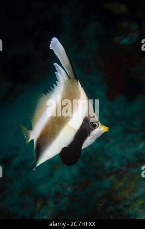 Pennant Bannerfish, Heniochus chrysostomus, Nachttauchgang, Murex House Reef Tauchplatz, Bangka Island, Nord Sulawesi, Indonesien, Pazifischer Ozean Stockfoto