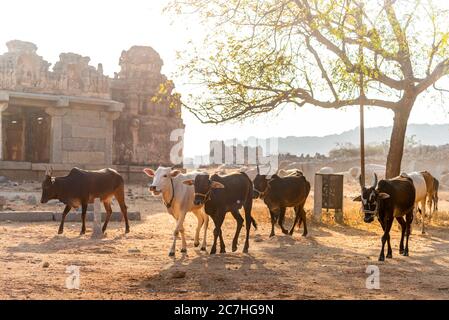 Indische Kühe werden durch eine trockene Landschaft getrieben Stockfoto