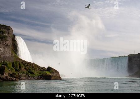 Schöne Aufnahme der Horseshoe Falls mit einer Möwe fliegen Über dem Wasser in Kanada Stockfoto