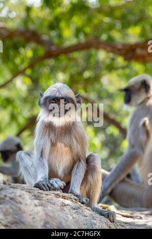 Indische Languren sitzen auf Felsen vor einem Baldachin aus Blättern Stockfoto