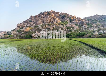 Paddy Feld mit Felsbrocken im Hintergrund Stockfoto