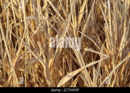 Nahaufnahme von Frost bedeckt verwelkten Ziergras unter der Sonnenlicht Stockfoto