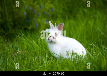 Weißes Kaninchen mit braunen Flecken auf einer grünen Wiese Stockfoto