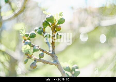 Viele junge Feigen auf dem Frühlingsbaum, blühende Blätter. Stockfoto