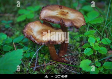 Psathyrella piluliformis, bekannt als Gemeiner Stump Brittlestem Pilz, wächst im Wald aus der Nähe. Stockfoto