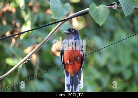 Surucuatrogon (Trogon surrucura) erstaunlicher Vogel mit orangen, schwarzen und blauen Farben. Trogons und Quetzals Stockfoto