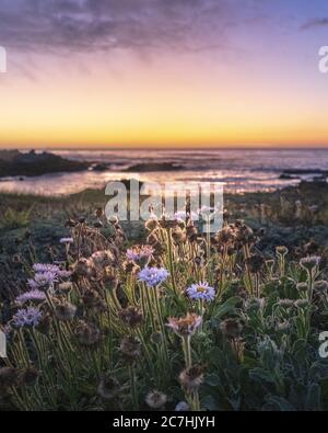 Vertikale selektive Fokusaufnahme von Feldblumen bei Sonnenuntergang mit Ein verschwommener Meereshintergrund Stockfoto