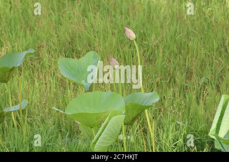 lotus / Seerose im Teich Stockfoto