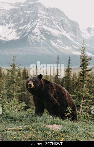 Vertikale Aufnahme eines niedlichen Bären in einem hängen Wald umgeben von Bergen Stockfoto