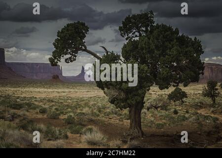 Landschaft von verschiedenen Arten von Pflanzen, die in der Mitte wachsen Von Hügeln an der Schlucht Stockfoto