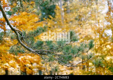 Grüne Nadeln an den Zweigen aßen, vor dem Hintergrund der gelben Herbstblätter. Stockfoto