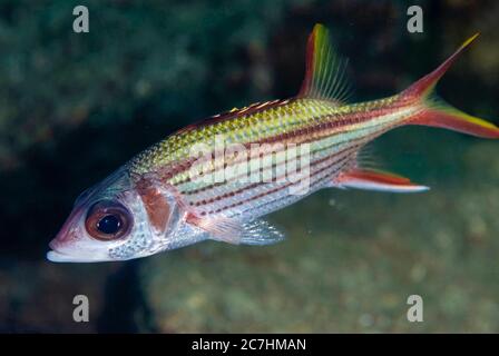 Spottfisch, Neoniphon Sammara, Tauchsafurhotel Maulana, Banda Neira, Maluku, Indonesien, Banda Sea, Pazifischer Ozean Stockfoto