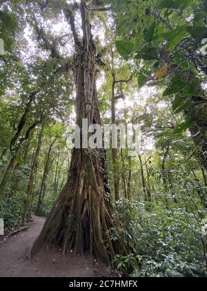 Vertikale Aufnahme eines Waldes mit vielen Bäumen an einem sonnigen Tag in Monteverde, Costa Rica Stockfoto