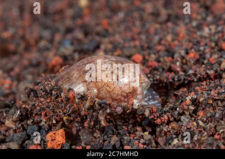 Meeresschnecke, Natica sp, Eingraben in Sand, Seraya Beach Resort Hausriff, Bali, Indonesien, Indischer Ozean Stockfoto