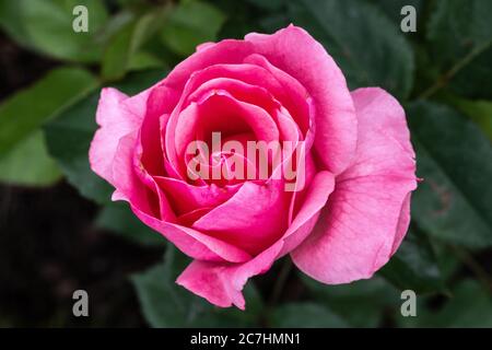 Gartenrosenblume, Sorte 'Queen Elizabeth' Stockfoto