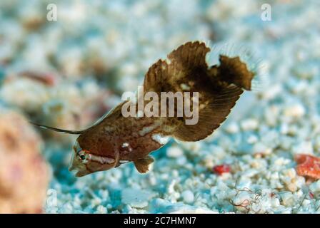 Pfauenrasierfisch, Iniistius pavo, Juvenile mit verlängerter Flosse, Shark Point Tauchplatz, Lembata Island, East Flores, Indonesien, Pazifischer Ozean Stockfoto