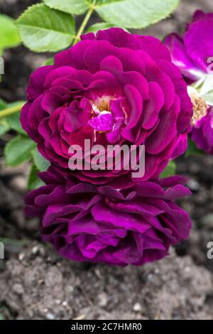 Gartenrosenblume, Sorte „Dämmerung“ Stockfoto