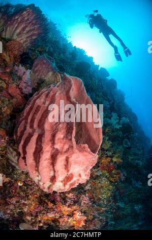 Barrel Sponge, Xestospongia testudinaria, mit Model Release Taucher, und Sonne im Hintergrund, Tanjung Nukae Tauchplatz, Wetar Island, bei Alor, Indonesien Stockfoto