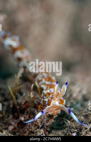 Blue Dragon Nudibranch, Pteraeolidia ianthina, Mutiny Point Tauchplatz, in der Nähe von Perai Dorf, Wetar Insel, in der Nähe von Alor, Indonesien, Banda Meer, Pazifik Stockfoto