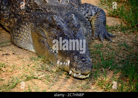 Nahaufnahme eines Salzwasserkrokodils (Crocodylus porosus), auch bekannt als das Mündungskrokodil, Indo-Pazifik-Krokodil oder Meereskrokodil. Stockfoto