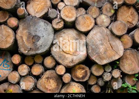 Holzstämme mit Wald auf dem Hintergrund / Baumstämme schneiden und stapeln sich im Vordergrund, grüner Wald im Hintergrund mit Sonnenstrahlen Stockfoto