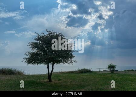 Weide, Weide, Weite, Baum, stürmische Stimmung, stürmischer Himmel, regnerischer Himmel, Sommer, Küste, Weite Stockfoto