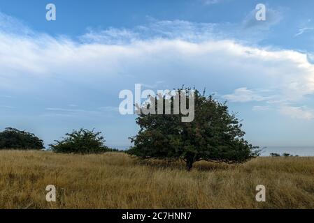 Weide, Weide, Weite, Bäume, Spuren der Fütterung, Regenhimmel, Sommer, Küste, Weite Stockfoto