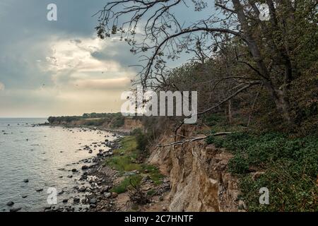 Klippe, Riff, Steilufer, Wald, Totholz, Dschungel, Laubwald, Sommer, regnerischer Tag, Wasser, Küste, Hochufer, abtrünniger Rand Stockfoto