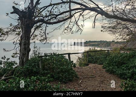 Klippe, Riff, Steilufer, Wald, Totholz, Urwald, Laubwald, Sommer, Regentag, Wasser, Küste, Hochufer, Abrisskante, Holzgeländer Stockfoto