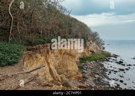 Klippe, Riff, Steilufer, Wald, Totholz, Dschungel, Laubwald, Sommer, regnerischer Tag, Wasser, Küste, Hochufer, abtrünniger Rand Stockfoto