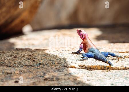 Selektive Scharfstellung von Rotkopf-Rock-Agama auf dem Boden Stockfoto