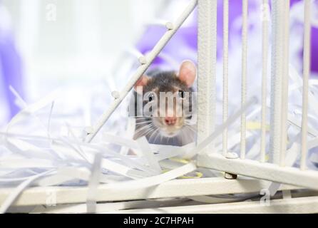 Eine domestizierte Haustier Ratte in einem Käfig mit zerfetztem Papier für Bettwäsche Stockfoto