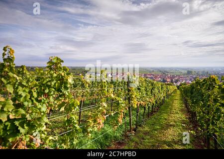 Weinberg, Rebenreihe mit reifen Riesling-Trauben, Blick auf Ungstein Stockfoto