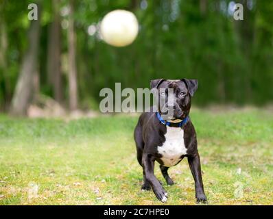 Ein schwarz-weißer Pit Bull Terrier Mischlingshund spielt draußen, um einen Ball in der Luft zu fangen Stockfoto