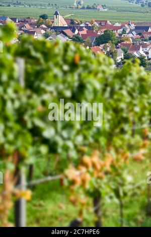 Weindorf Ungstein, im Vordergrund unscharf Weinreihe mit reifer Riesling Stockfoto