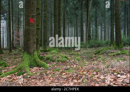 Rotes Ziel auf einem einzelnen Baum im Wald Stockfoto