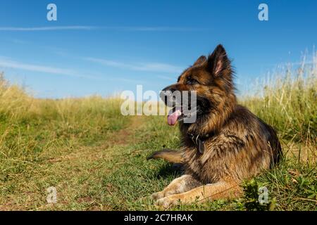 Der deutsche Schäferhund liegt mit der Zunge, die auf dem Gras am blauen Himmel hängt. Stockfoto