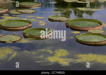 Santa Cruz Seerose auf Wasser unter hellem Licht Stockfoto